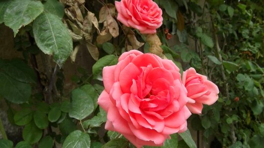 Beautiful Flowers begonia biology