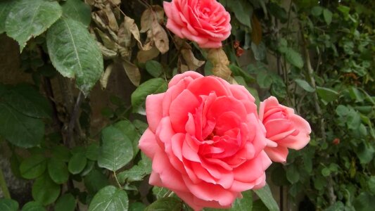 Beautiful Flowers begonia biology photo