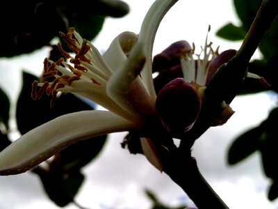 Blossom lemon sky