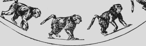 Descriptive Zoopraxography Baboon Walking Animated 13