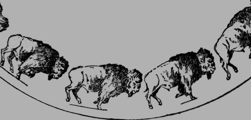 Descriptive Zoopraxography Buffalo Galloping Animated 13