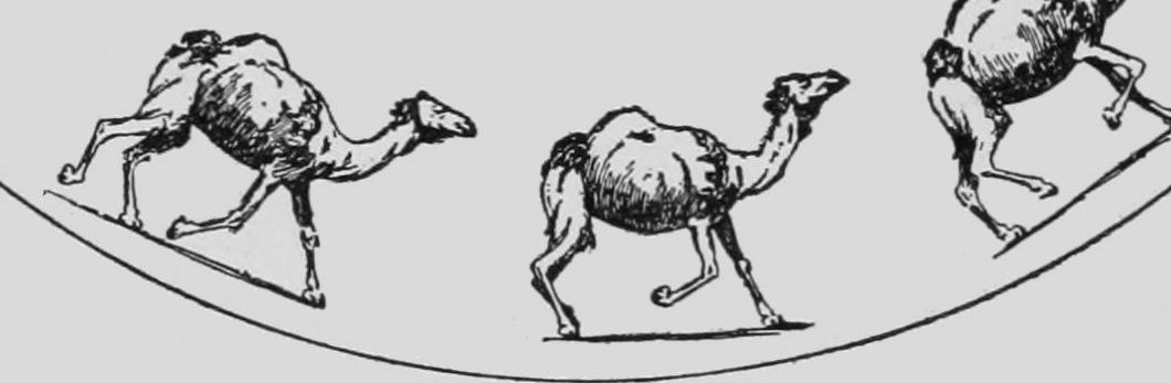 Descriptive Zoopraxography Egyptian Camel Racking Animated 12