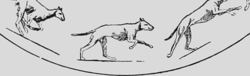 Descriptive Zoopraxography Greyhound Galloping Animated 13