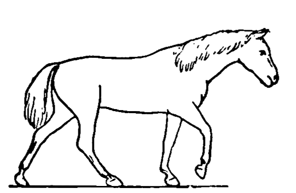 Descriptive Zoopraxography horse walking animation