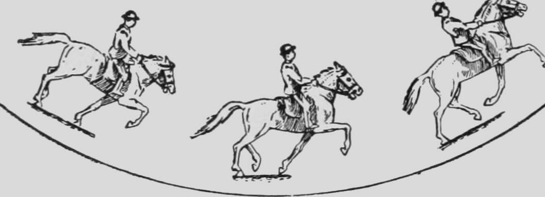 Descriptive Zoopraxography Horse Trotting Animated 13