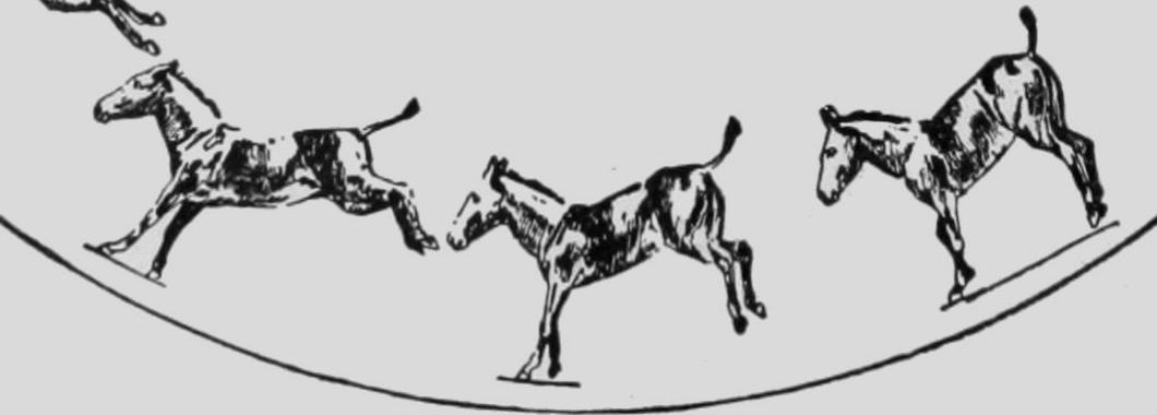 Descriptive Zoopraxography Mule, Bucking and Kicking Animated