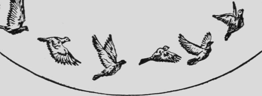 Descriptive Zoopraxography Pigeons Flying Animated 13
