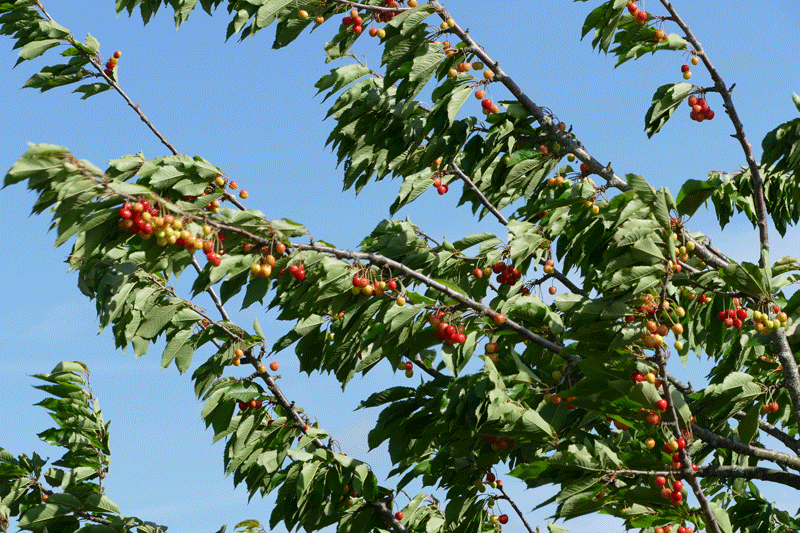 Cherry tree moving in the wind 2.gif