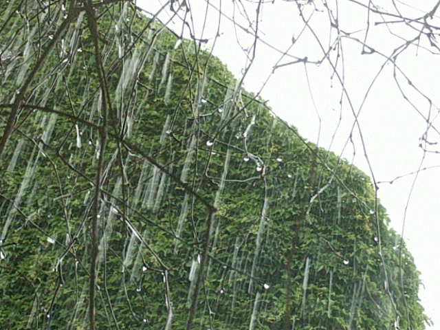 Rain 2.gif