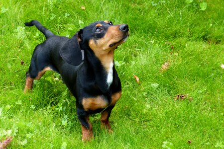 Dachshund sausage dog animal