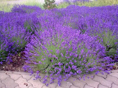 Purple mood flower photo