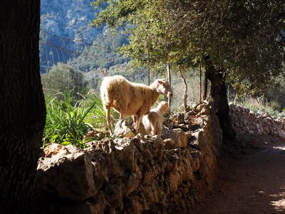 Dry stone wall valley of orient mallorca photo
