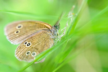 Animal arthropod butterfly