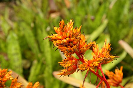 Blossom bloom orange