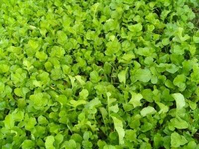 Grass Plants greenery 