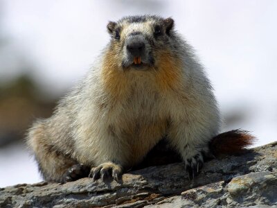 Marmot nager rodent photo