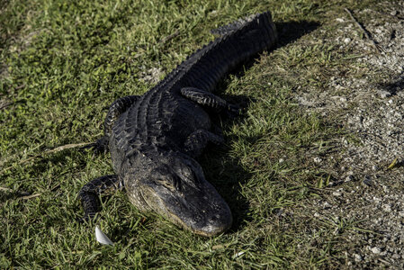 Alligator sitting lazily in the swamp photo