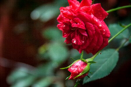Garden wild nature
