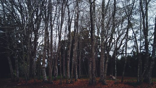 Birch trees white photo