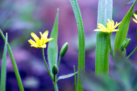 spring flowers photo