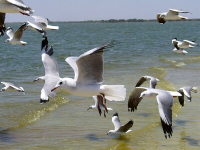 Animal avian beach photo