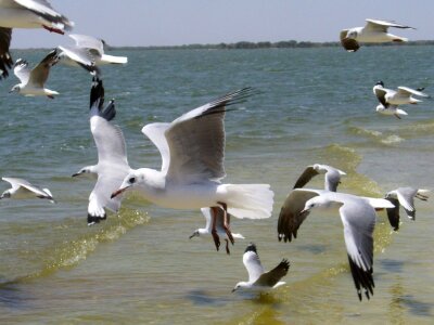 Animal avian beach