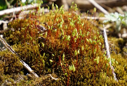 Forest nature forest floor