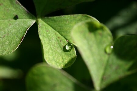 Green saint patrick's day plant