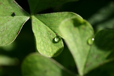 Green saint patrick's day plant photo