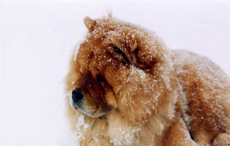 Canine domestic pet