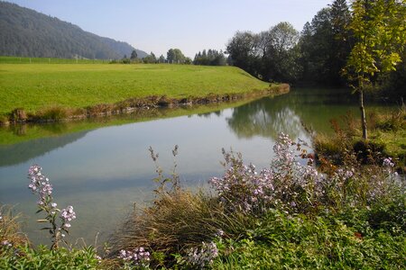 Walchsee on lake walchsee tree