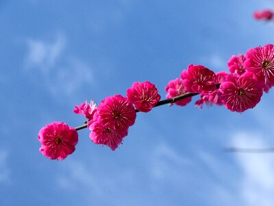 Red japan natural