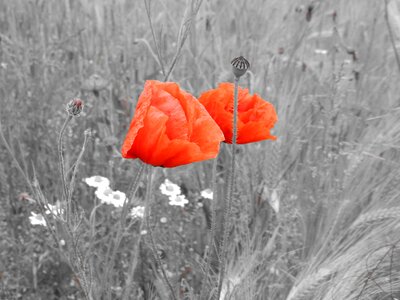 Nature summer blossom