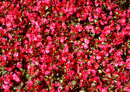 Red flower on background