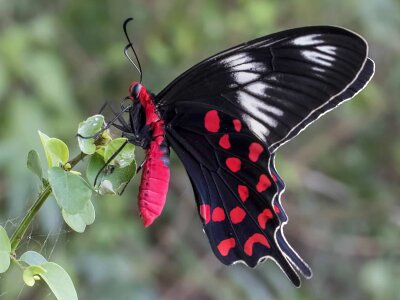 Animal arthropod beautiful