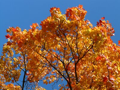 Autumn coloring colorful photo