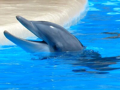 Animal dolphin ocean photo