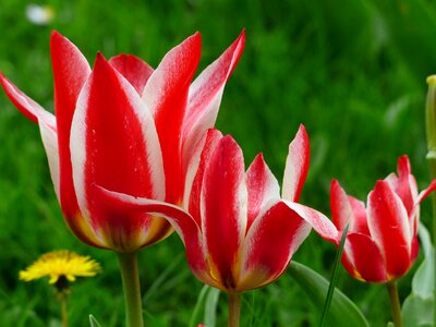 Lily flowered tulip pollinated by lily tulpenbluete photo