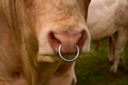 Animal bovine cattle
