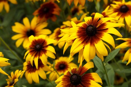Summer july blossom