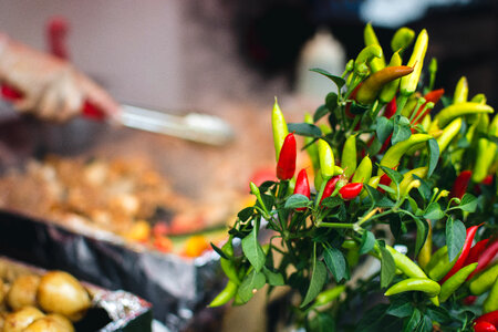 Chilli pepper plant