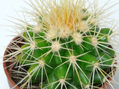 Cactus greenhouse echinocactus spur photo