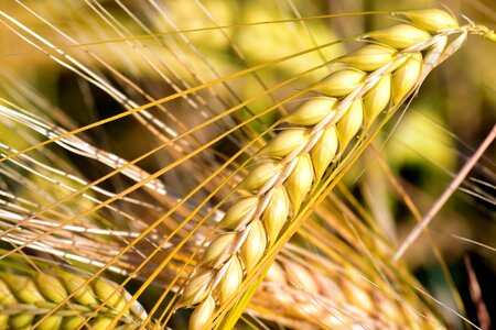 Agriculture beautiful photo cereal