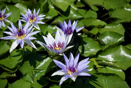 Lily nature flower