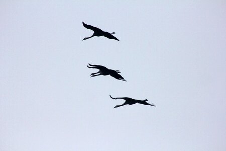 Animal bird cranes