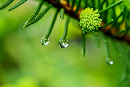 After the rain macro christmas tree photo