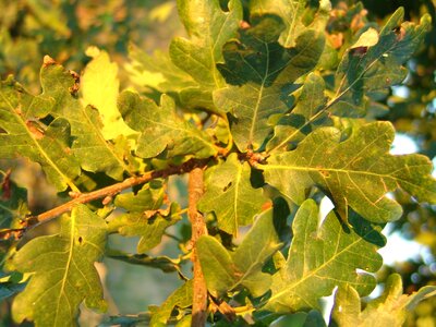 Oak leaves acorns leaves