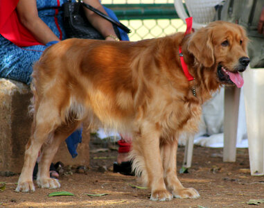 Golden Retriever 2 photo