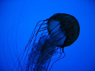 Jellyfish in Blue Water photo