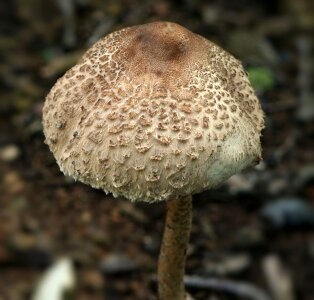 Toxic fungi chlorophyllum molybdites